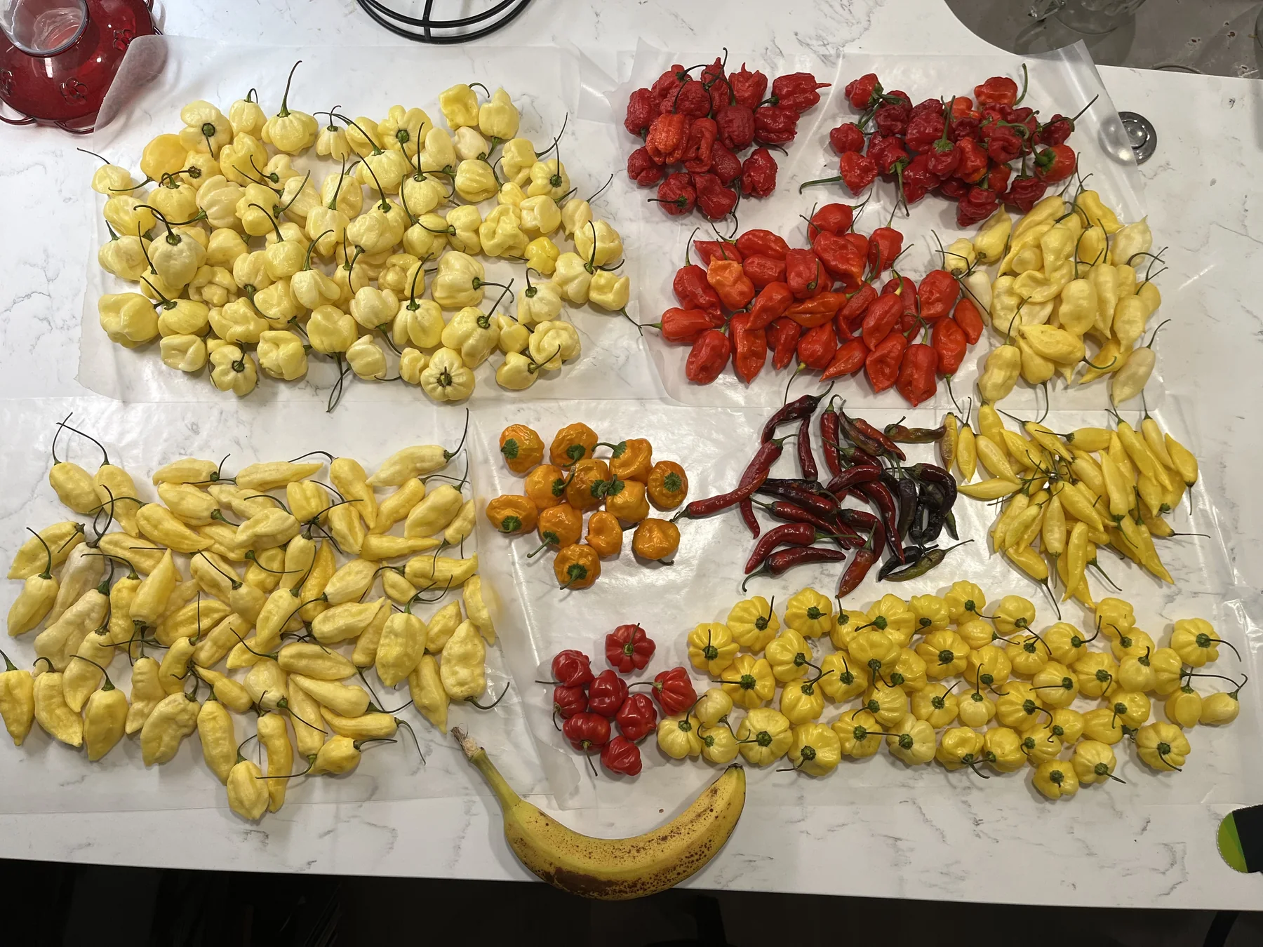 A spread of superhot peppers used in the cookbook